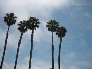 palmtrees